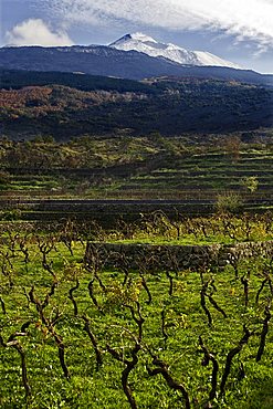 Typical Etna's vineyard, Catania, Sicily, Italy, Europe 