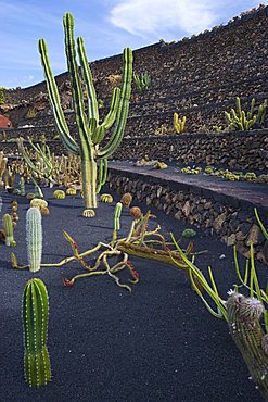 Cactus garden desgned by Cesar Manrique, Guatiza, Lanzarote, Canary Islands, Spain