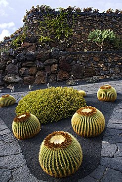 Cactus garden desgned by Cesar Manrique, Guatiza, Lanzarote, Canary Islands, Spain