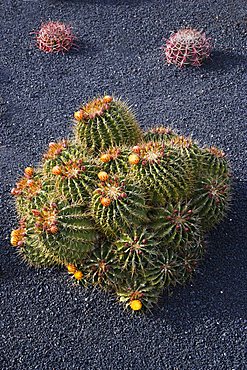 Cactus garden designed by Cesar Manrique Guatiza, Ferocactus echidne,  Lanzarote, Canary Islands, Spain  