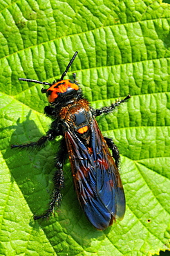 Scolia maculata
