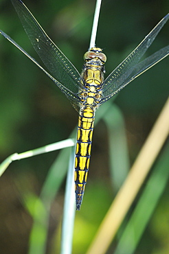 Orthetrum cancellatum, Black-tailed Skimmer female