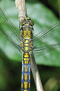 Orthetrum cancellatum, Black-tailed Skimmer female