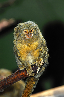 Callithrix pygmaea, Pygmy Marmoset