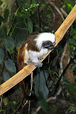 Saguinus oedipus, Cottontop Tamarin