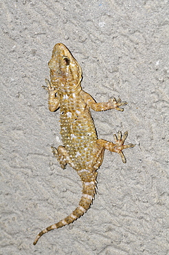 Tarentola mauritanica, gecko