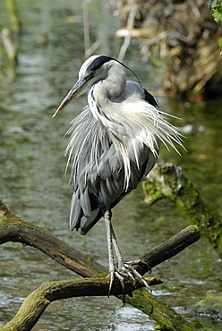 Ardea cinerea, Grey Heron