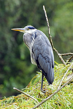 Ardea cinerea, Grey Heron