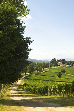 Vineyards, Cantine Arnaldo Caprai, Montefalco, Umbria, Italy, Europe