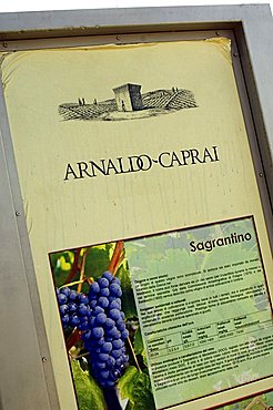 Vineyards, Cantine Arnaldo Caprai, Montefalco, Umbria, Italy, Europe