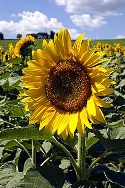 Sunflowers in the country around Montefalco, Umbria, Italy, Europe