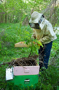 Beekeeper, Vallagarina, Trentino, Italy, Europe