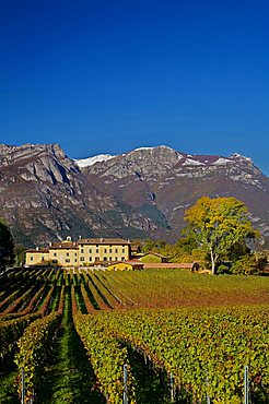 San Leonardo vineyard, Borghetto, Trentino Alto Adige, Italy, Europe