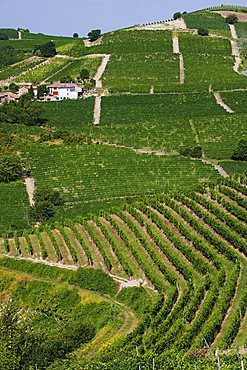 Moscato vineyards on the hills surrounding Canelli, Asti, Piedmont, Italy