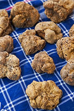 Moncalvo National Truffle Fair, a batch of white truffles (Tuber magnatum) , Asti, Piedmont, Italy, Europe