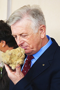 Moncalvo National Truffle Fair, evalueting the smell of a giant white truffle (Tuber magnatum), Asti, Piedmont, Italy, Europe