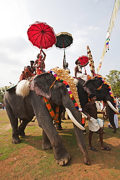 Elephant, Thrissur Pooram festival, Thrissur, Kerala, India, Asia