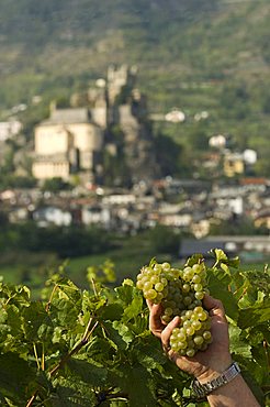 Vineyard La Source, Aymavilles, Aosta Valley, Italy, Europe