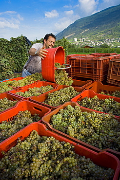 Vineyard La Source, Aymavilles, Aosta Valley, Italy, Europe