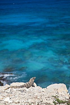 Iguana, Yucatan, Mexico, America