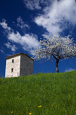 flowering cherry tree n Lessinia plateau, Lessini mountain, Veneto, Italy, Europe, 