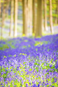 Beech forest full of blue bells flowers, Hallerbos, Halle, Vlaams Gewest, Brussels, Belgium, Europe