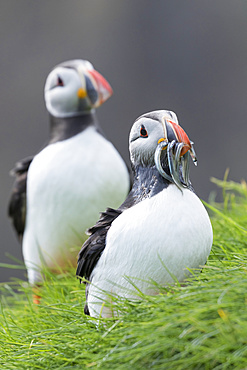 Atlantic Puffin (Fratercula arctica) in a puffinry on Mykines, part of the Faroe Islands in the North Atlantic. Catch of fish sandeel in its beak, Denmark, Northern Europe