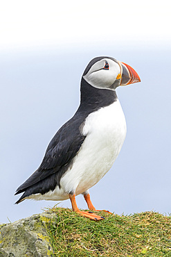 Atlantic Puffin (Fratercula arctica) in a puffinry on Mykines, part of the Faroe Islands in the North AtlanticDenmark, Northern Europe