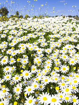 Scentless false mayweed (scentless mayweed, scentless chamomile, wild chamomile, mayweed, false chamomile, Baldr's brow , Tripleurospermum maritimum), meadow near Marvao.  Europe, Southern Europe, Portugal, Alentejo