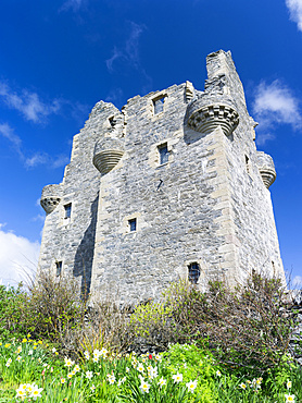 Scalloway Castle, landmark of Scalloway, the former capital of the Shetland Islands.  Europe, Great Britain, Scotland, Northern Isles, Shetland, May