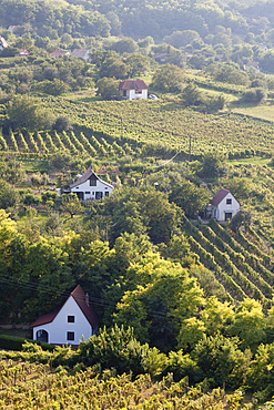 The vinyards of Szekszard. The Szekszard region is a small and famous wine-growing region in Hungary right at the edge of the hungarian plains and the river danube. Europe, Eastern Europe, Hungary, Szekszard