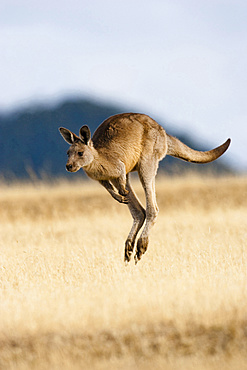 Eastern Grey Kangaroo or Forester Kangaroo (Macropus giganteus), jumping, running, Australia, Tasmania