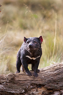 Tasmanian Devil (Sarcophilus harrisii) feeding on carrion (roadkill used as bait) during the night.  The Tasmanian Devil is the largest of the Dasyuridae, strictly protected and endangered. They are primarily nocturnal and opportunists feeding mostly on carrion,  Australia, Tasmania