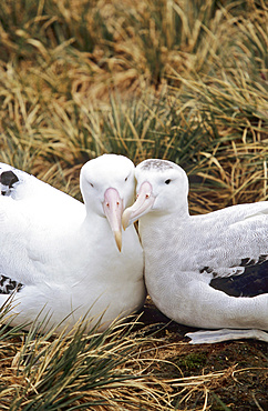 Wandering Albatross (Diomendea exulans) in courtship behaviour, Island of South Georgia