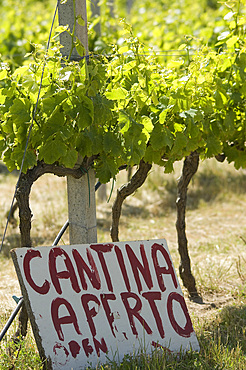Agriturismo Campesi, winery, Aglientu, Sardinia, Italy, Europe