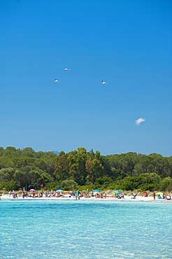 Flamingoes, Cala Brandinchi, San Teodoro, Sardinia, Italy, Europe