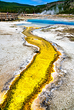 Creek and pool in Biscuit Basin, Yellowstone National Park, Wyoming.