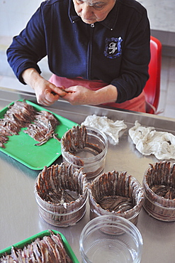 Preparation of anchovy sauce called Colatura di alici, a fish sauce for pasta typical of Cetara village, Amalfi Coast, Campania, Italy, Europe