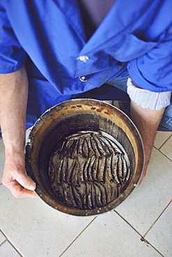 Preparation of anchovy sauce called Colatura di alici, a fish sauce for pasta typical of Cetara village, Amalfi Coast, Campania, Italy, Europe