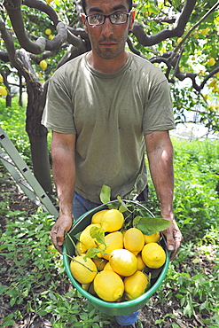 Worker in a lemon garden with a basket full of freshly picked lemons, the Protected Geographical Indication contributed both to the enhancement of this precious citrus and to the hydrogeology protection of this area, Maiori, Amalfi Coast, Campania, Italy