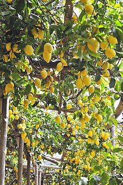 Lemon garden in Maiori, the Protected Geographical Indication contributed both to the enhancement of this precious citrus and to the hydrogeology protection of this area, Amalfi Coast, Campania, Italy