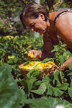 The owner and chef picks zucchini flowers directly from the own garden, Il Giardino Di Epicuro restaurant, the epicurean garden, Maratea, Basilicata, Italy, Europe