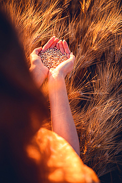 Beautiful girl in a wheat field. Natural sunlight during sunset