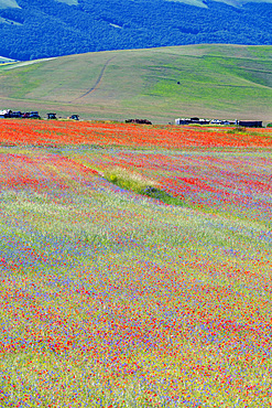 Sibillini Mountains National Park, summer flowering , Castelluccio di Norcia, Umbria, Italy, Europe