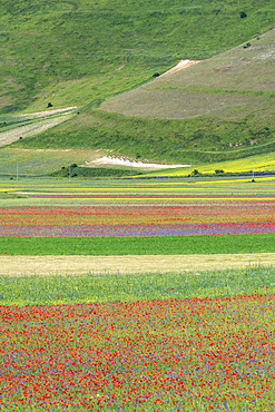 Sibillini Mountains National Park, summer flowering , Castelluccio di Norcia, Umbria, Italy, Europe