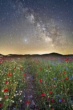 Monti Sibillini National Park, one of the major mountain groups, view of the Milky Way during flowering on the Pian Grande, Castelluccio di Norcia, Umbria, Italy, Europe