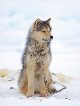 Sled dogs (Greenland Dog) on sea ice during winter near Uummannaq in northern Westgreenland beyond the arctic circle. North America, Greenland, Danish territory