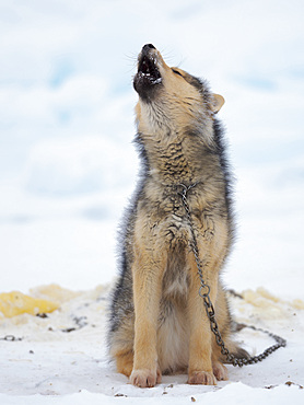 Sled dogs (Greenland Dog) on sea ice during winter near Uummannaq in northern Westgreenland beyond the arctic circle. North America, Greenland, Danish territory