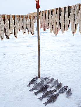 Fishing camp on the sea ice of a fjord. Fishery during winter near Uummannaq in northern Westgreenland beyond the arctic circle. North America, Greenland, Danish territory