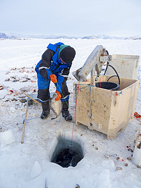 Fisherman on the sea ice of a fjord using a longline. Fishery during winter near Uummannaq in northern Westgreenland beyond the arctic circle. North America, Greenland, Danish territory